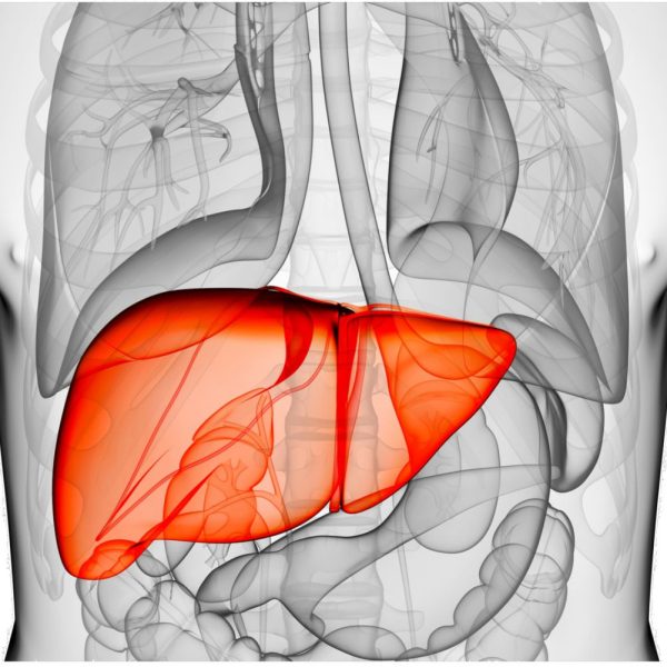 Liver: Anatomy and Functions